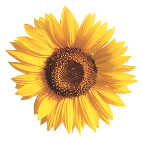 Sonniger Sonnenblumenblüte mit leuchtend gelben Blütenblättern und dunklem Zentrum.